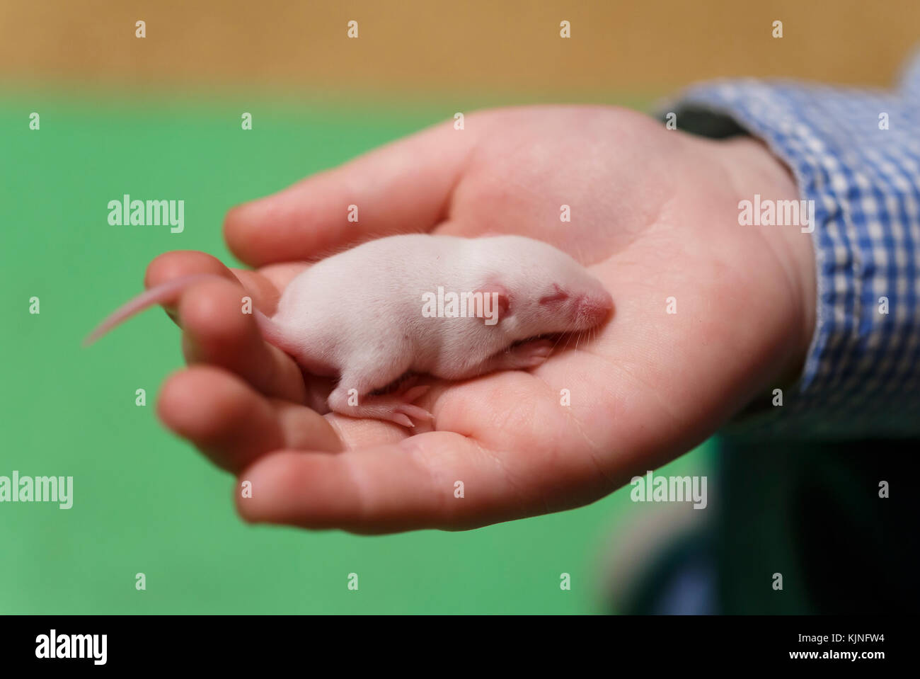 Peu De Nouveau Ne De La Souris Avec Les Yeux Fermes Sur La Main De L Enfant Photo Stock Alamy Peu De Nouveau Ne De La Souris Avec Les Yeux Fermes Sur La Main De L Enfant Photo Stock Alamy