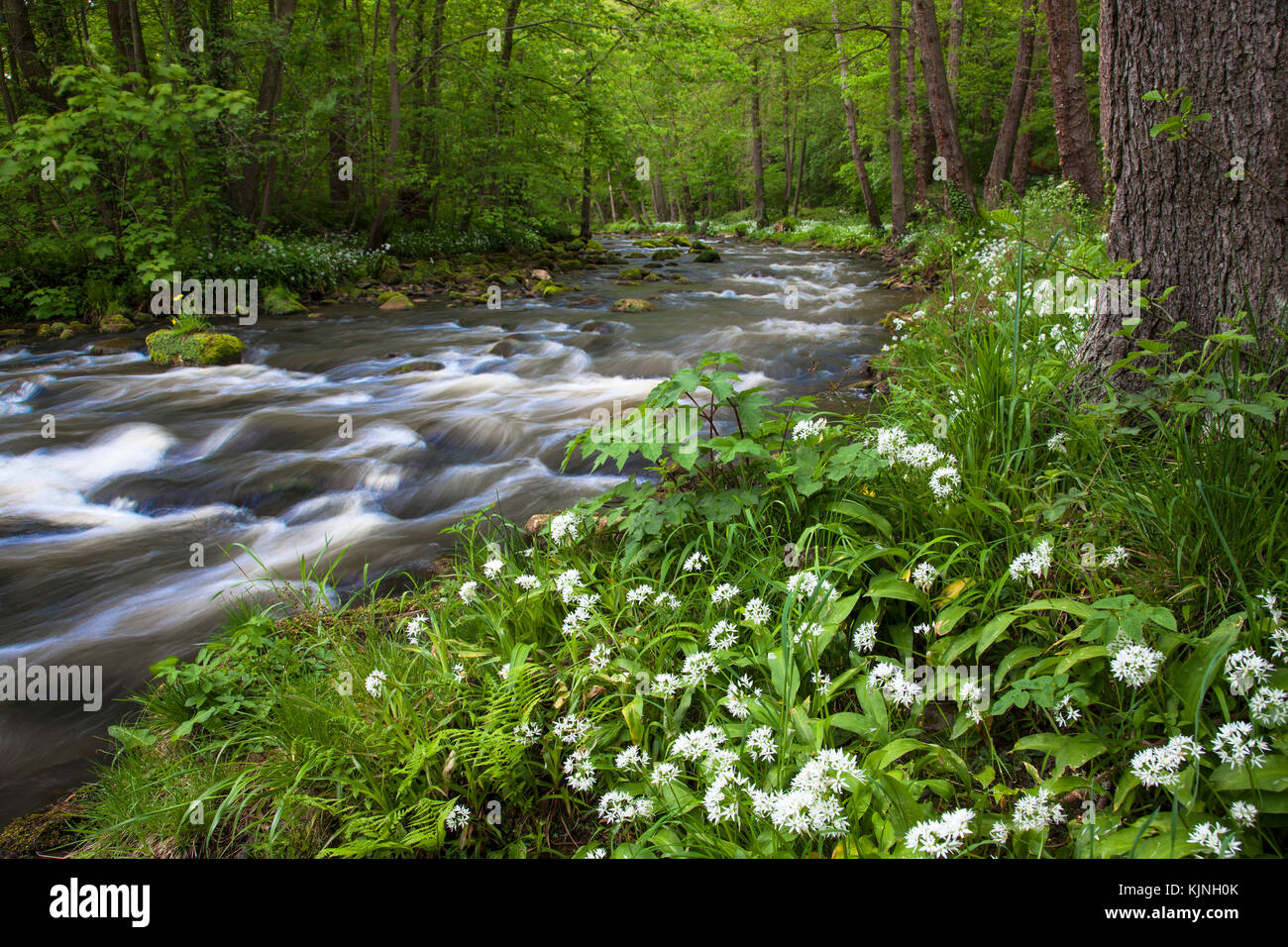 Rivière Esk Egton Bridge North York North Yorkshire Moors national park Banque D'Images