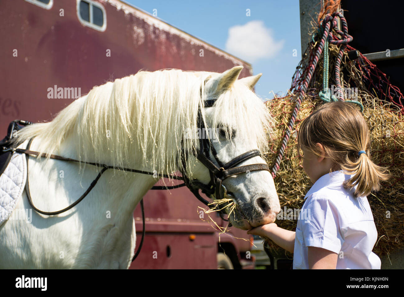 Petite fille nourrit sa pony à un spectacle équestre Banque D'Images