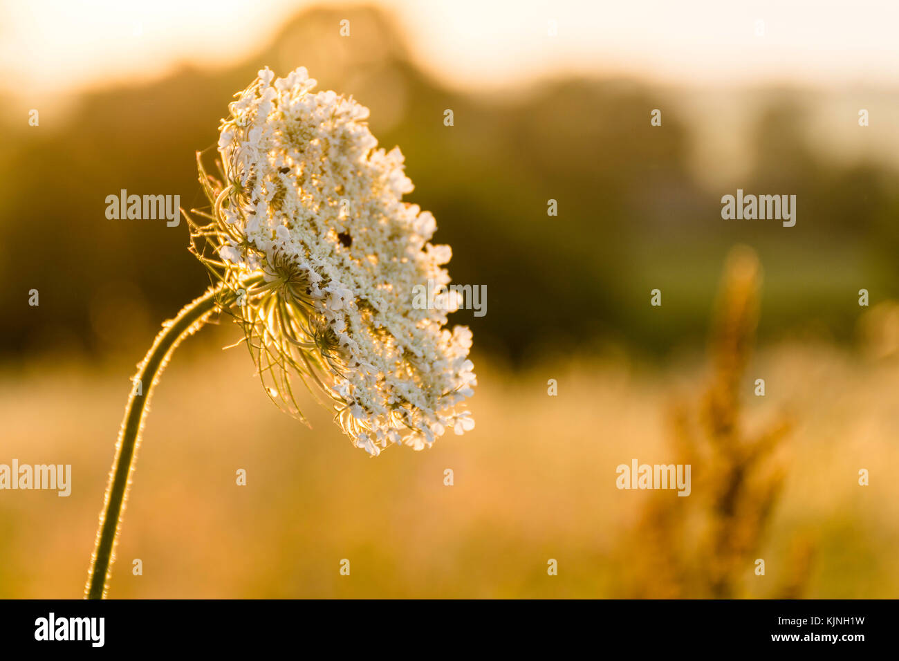 Close up of cow parsley Banque D'Images