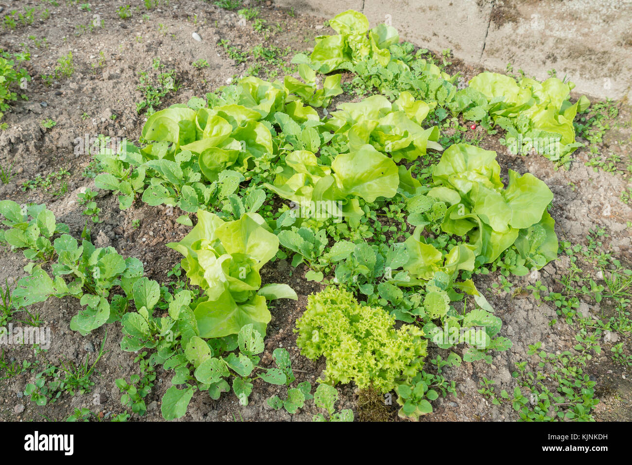 Lit de salade avec des radis cultivé et salade dans un jardin Banque D'Images