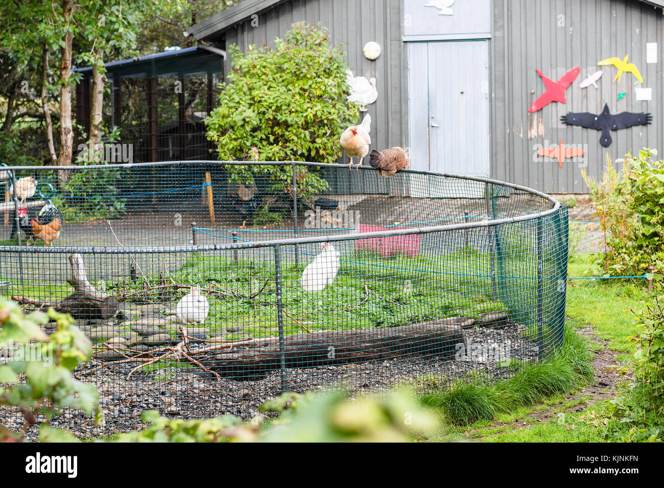 REYKJAVIC, ISLANDE - 4 SEPTEMBRE 2017 : lapins et poulets dans le parc familial et zoo de la vallée de Laugardalur de la ville de Reykjavik en automne. reykjavik i. Banque D'Images