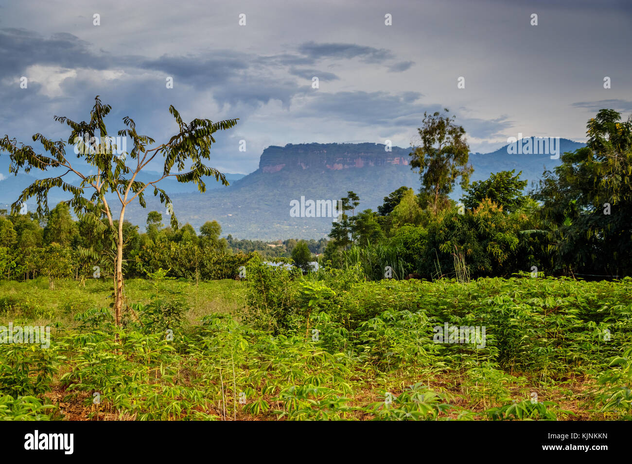 L'Ouganda la nature avec le parc national du mont Elgon dans l'arrière-plan. c'est près de Mbale. Banque D'Images