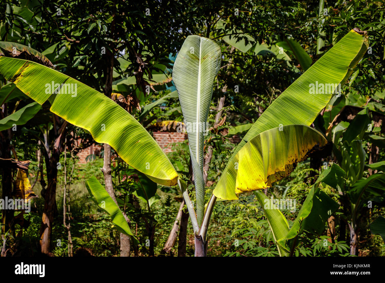Plantation de bananes en Ouganda - la perle de l'Afrique. Ces plantations sont dans les villages autour du mont Elgon à proximité de Mbale Banque D'Images