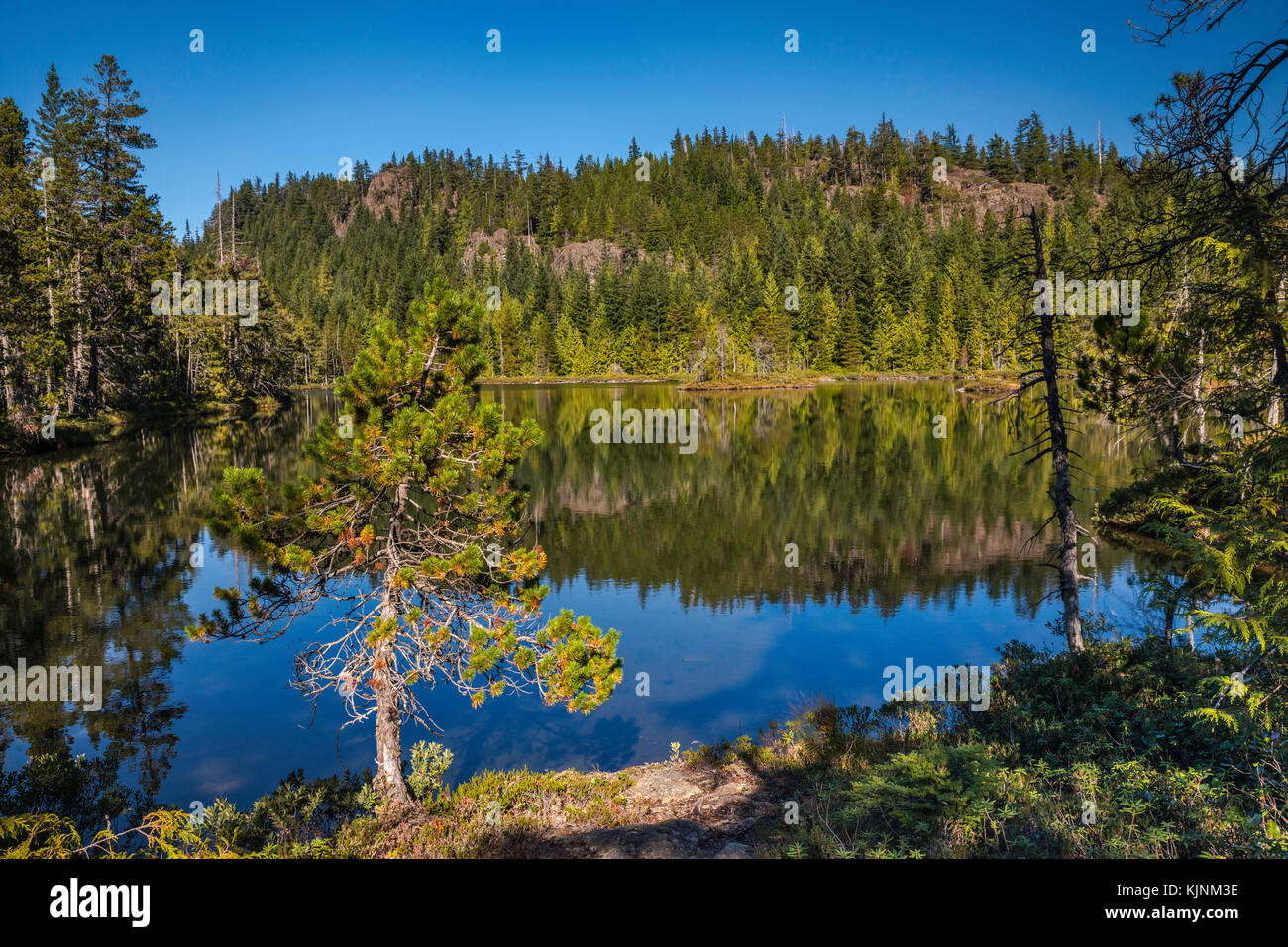 Peu d'Nugedzi Lac, forêt tropicale, Quadra Island, British Columbia, Canada Banque D'Images