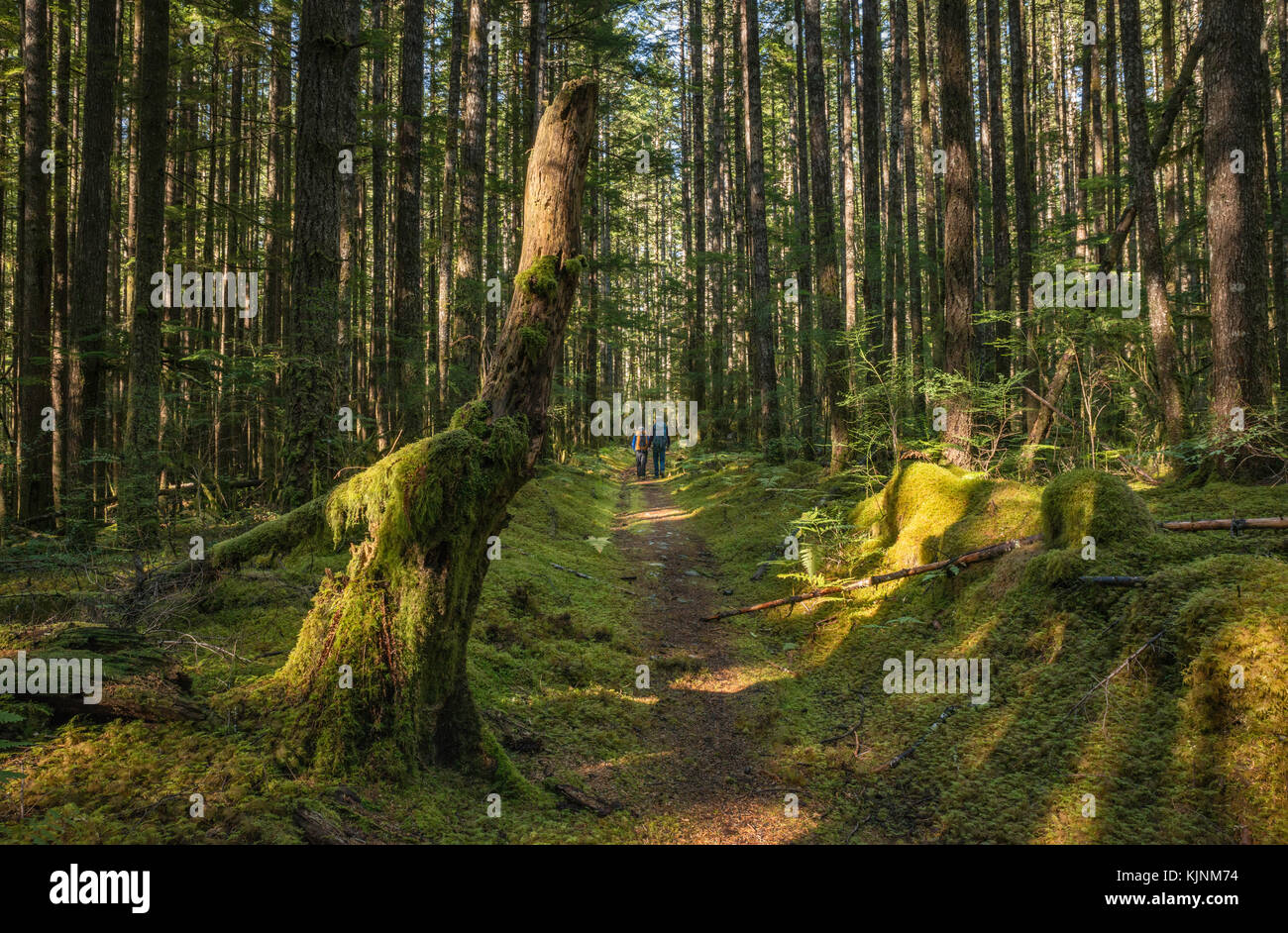 Les randonneurs sur le sentier de l'île Maud, forêt tropicale, Quadra Island, British Columbia, Canada Banque D'Images