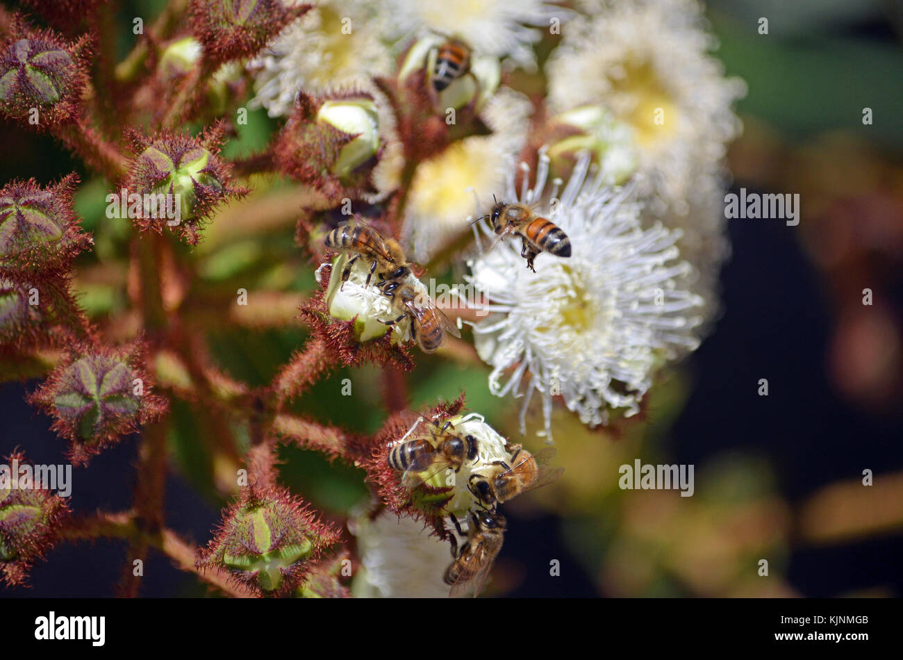 L'essaimage des abeilles sur l'ouverture des boutons de fleurs d'angophora hispida (pommier nain) dans le royal National park, NSW, Australie Banque D'Images