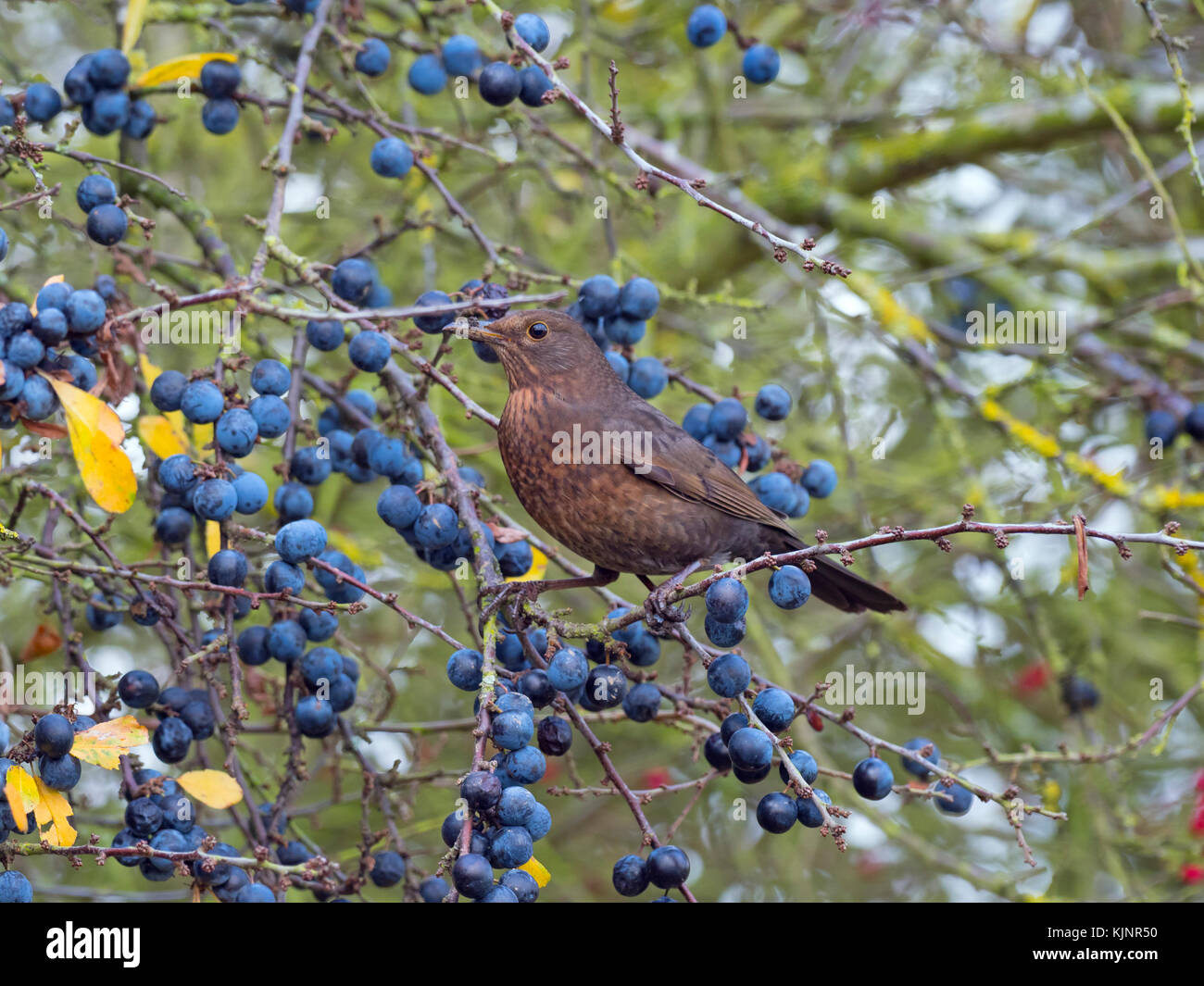 Merle noir Turdus merula alimentation femelle sur la prunelle des baies au prunellier hedge Norfolk Banque D'Images