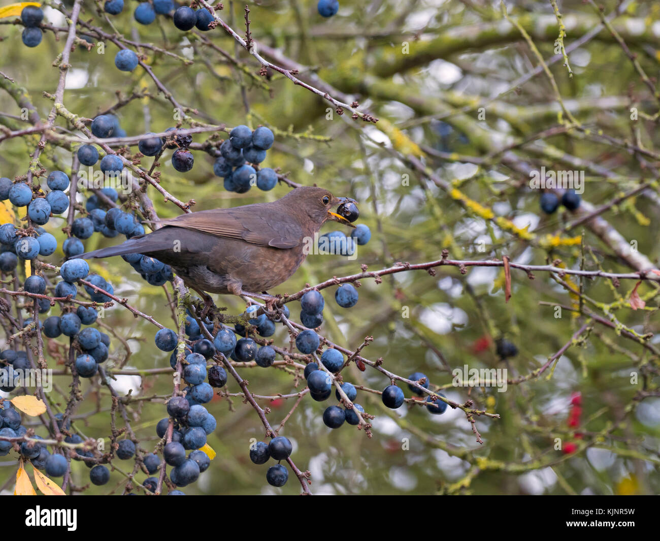 Merle noir Turdus merula femelle avec prunelle berry en prunellier hedge Norfolk Banque D'Images