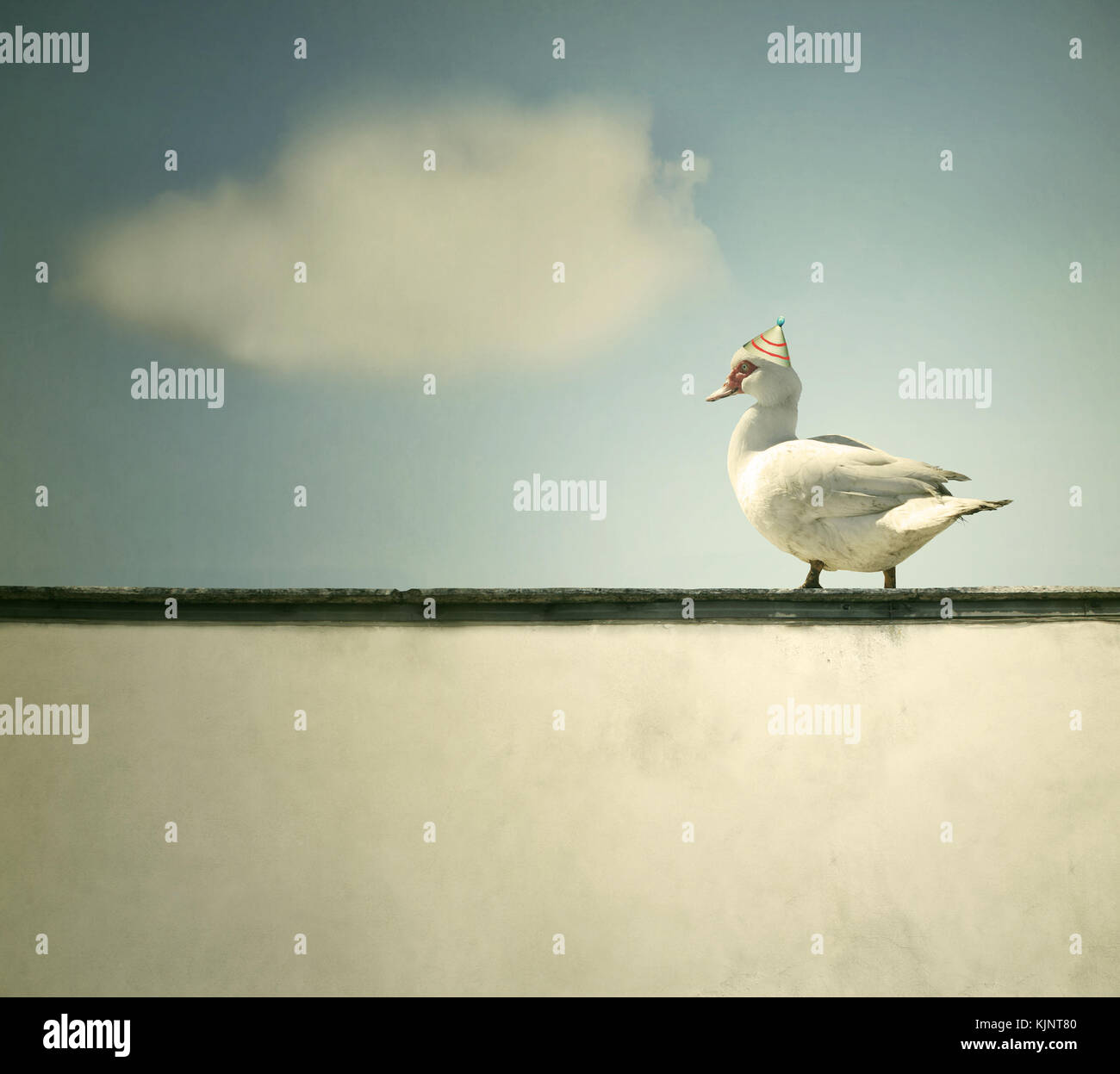 Un canard marche sur le rebord du mur avec Sky et d'un nuage sur l'arrière-plan Banque D'Images