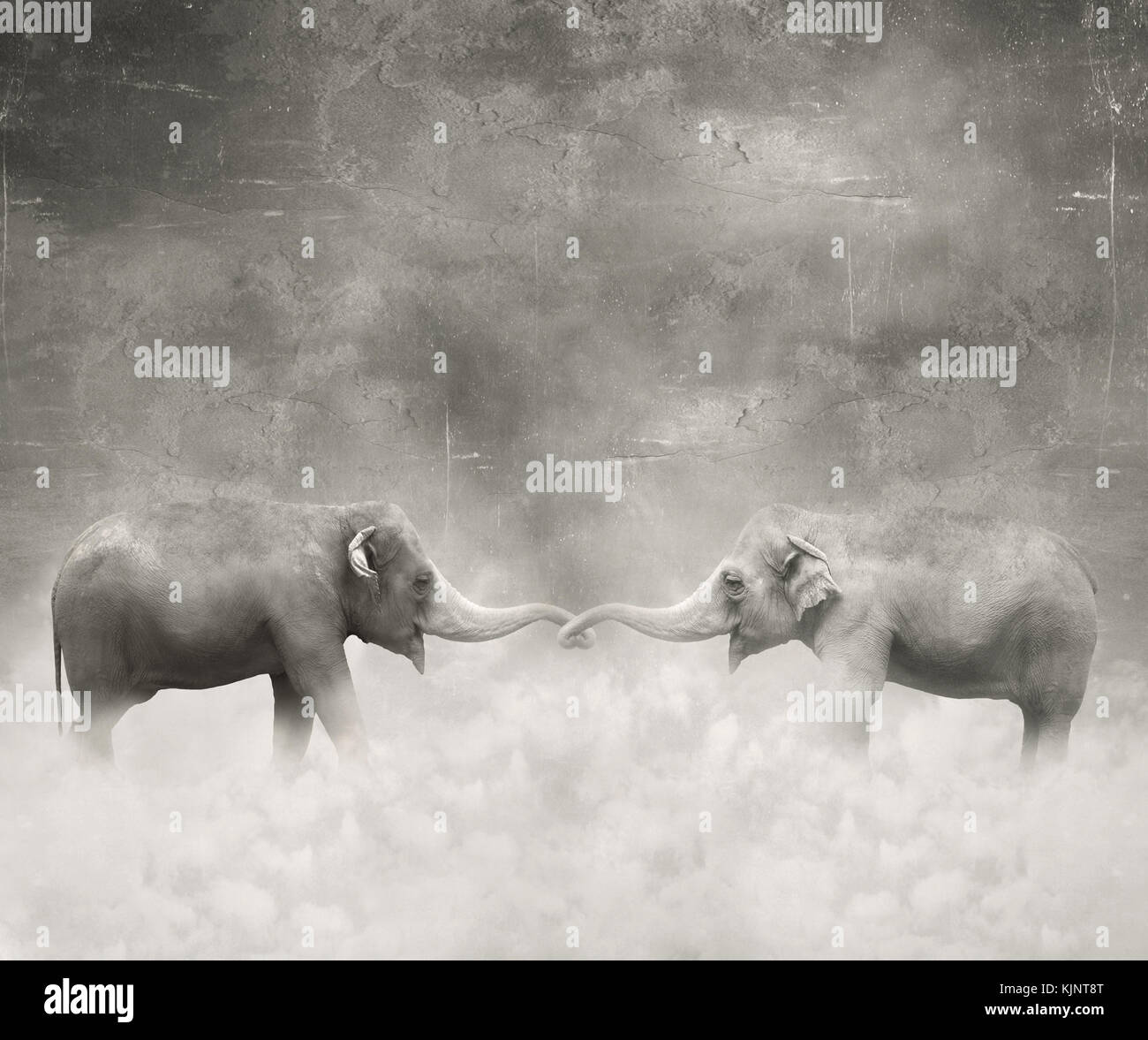 Couple d'éléphants qui garde avec leurs troncs comme un amoureux en noir et blanc et d'un contexte surréaliste Banque D'Images