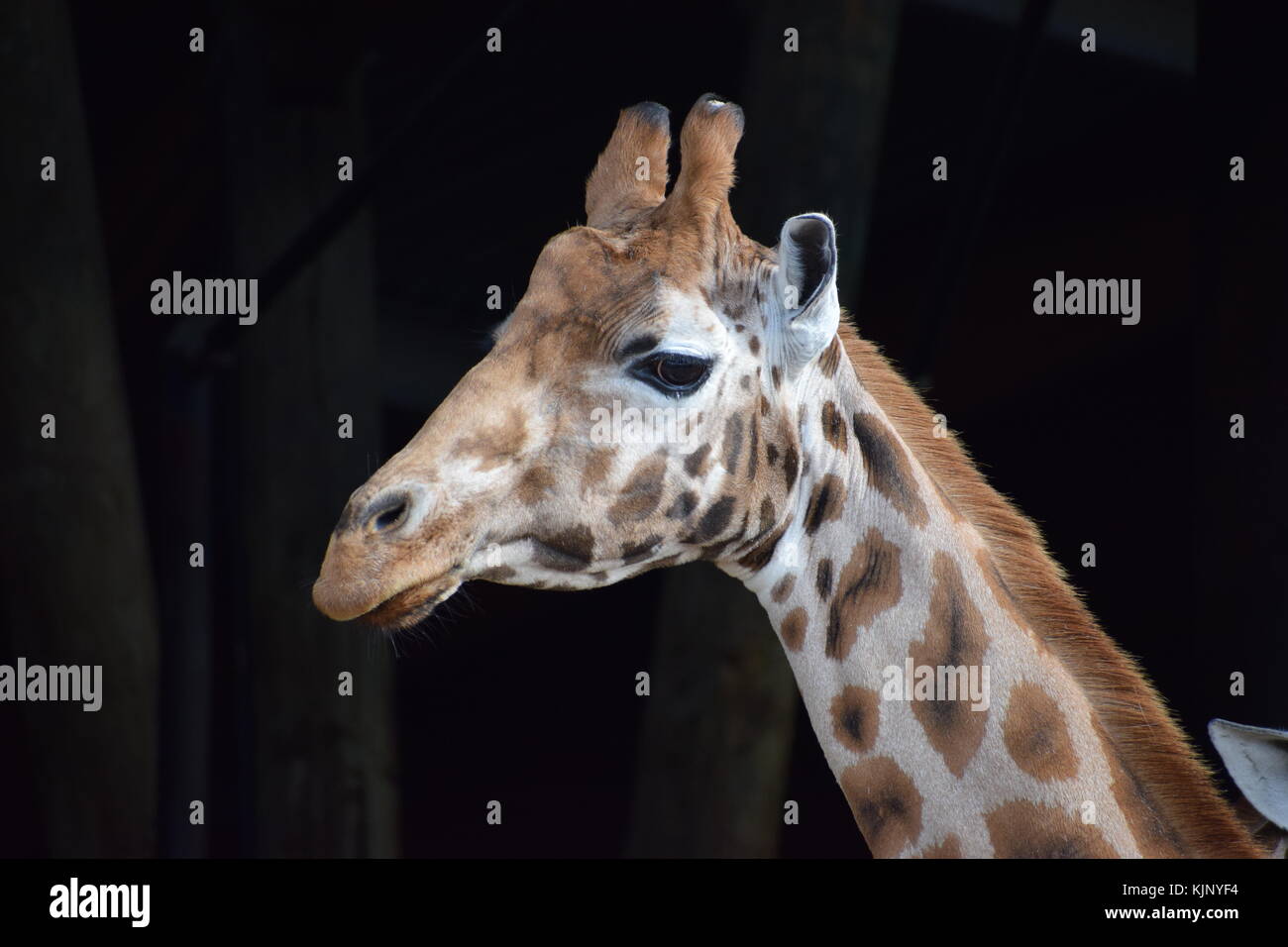 Head shot of a giraffe réticulée Banque D'Images