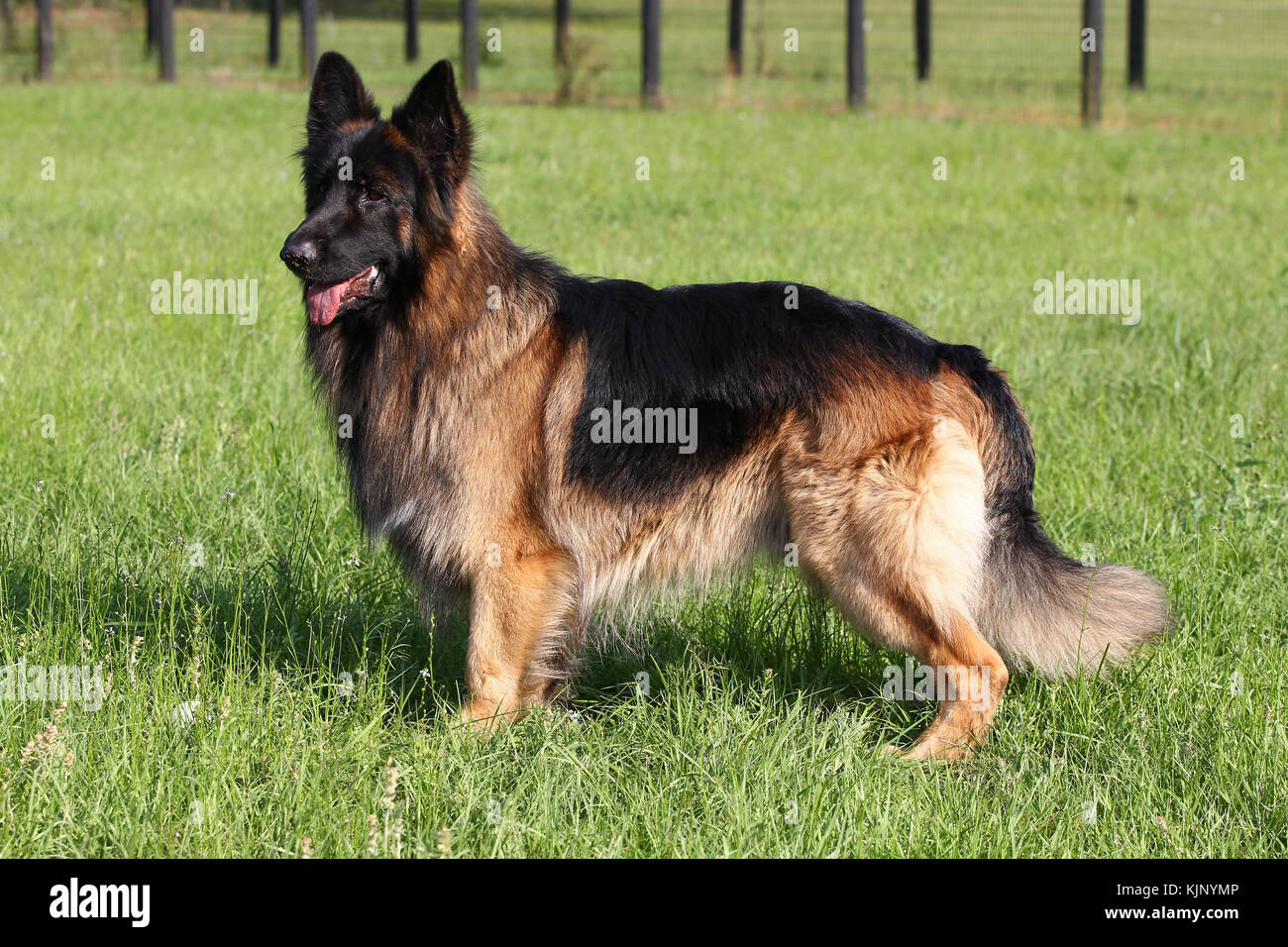 Berger Allemand Poil Long Berger Allemand à Poil Long Berger