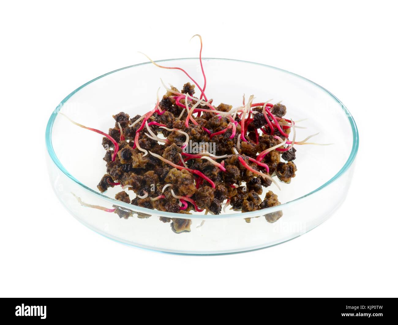 Betterave germination dans une boîte de pétri sur un fond blanc. Banque D'Images