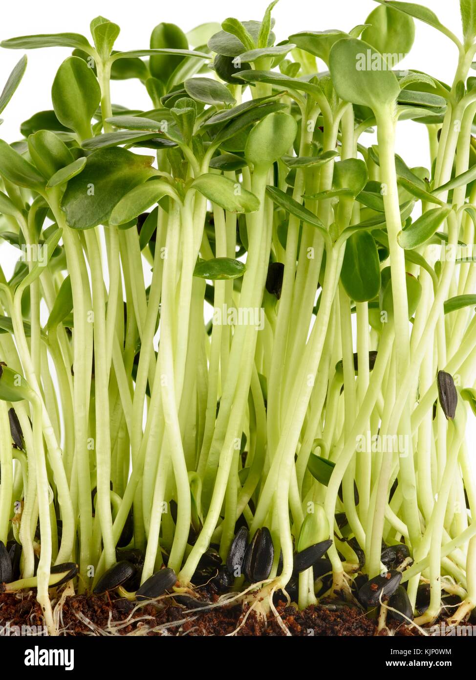La germination des graines de tournesol sur fond blanc, vue de côté ...