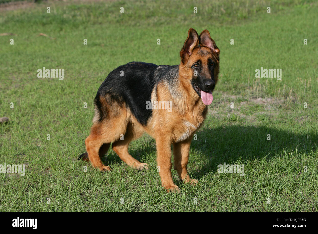 German shepherd dog puppy month Banque de photographies et d'images à haute  résolution - Alamy