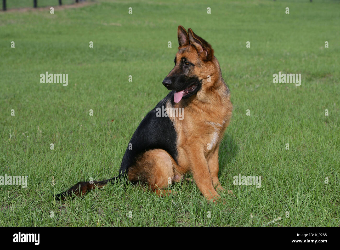 Berger allemand Berger allemand Berger allemand chien de berger allemand de 6 mois chiot assis dans un champ d'herbe à l'œil alerte à la panse latérale Banque D'Images