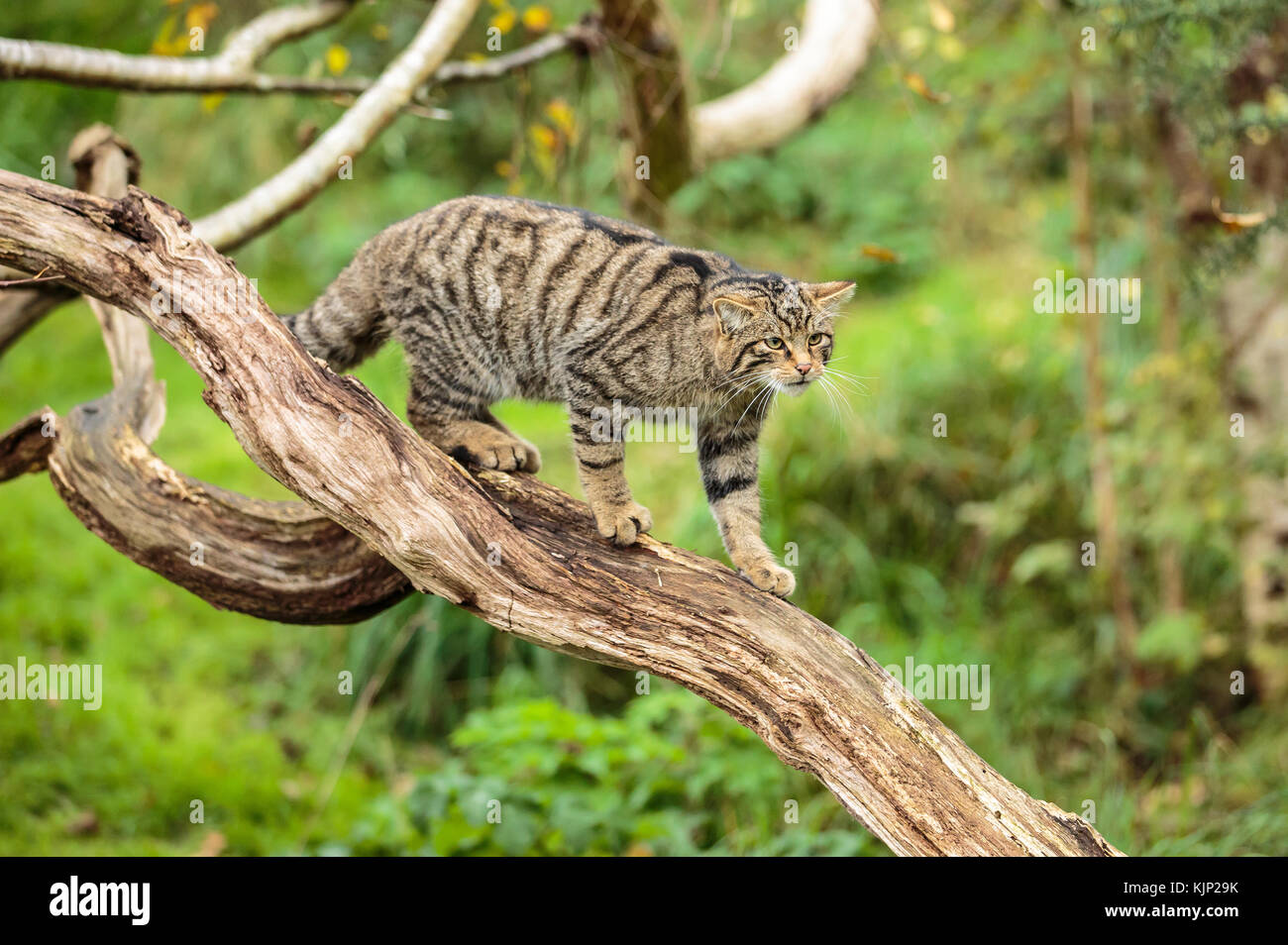 Un chat sauvage écossais des Highlands ou Tiger Banque D'Images