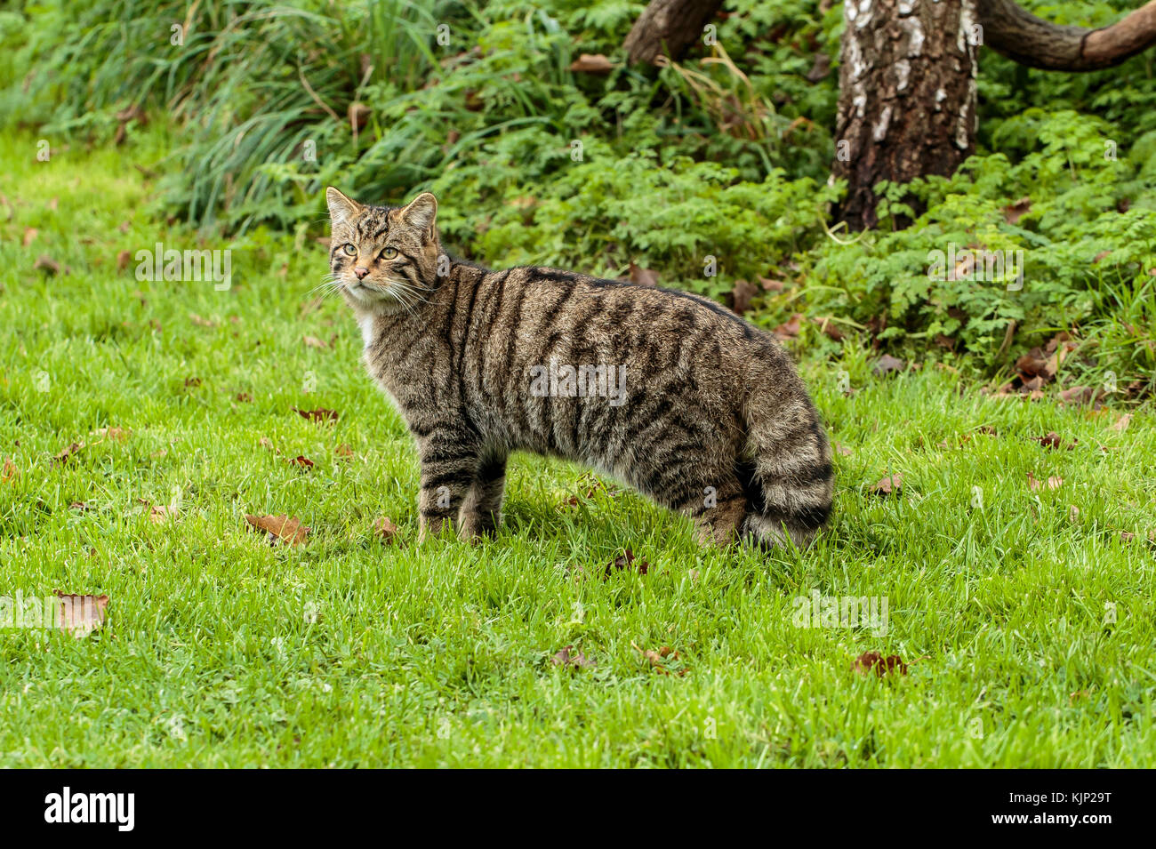 Un chat sauvage écossais des Highlands ou Tiger Banque D'Images
