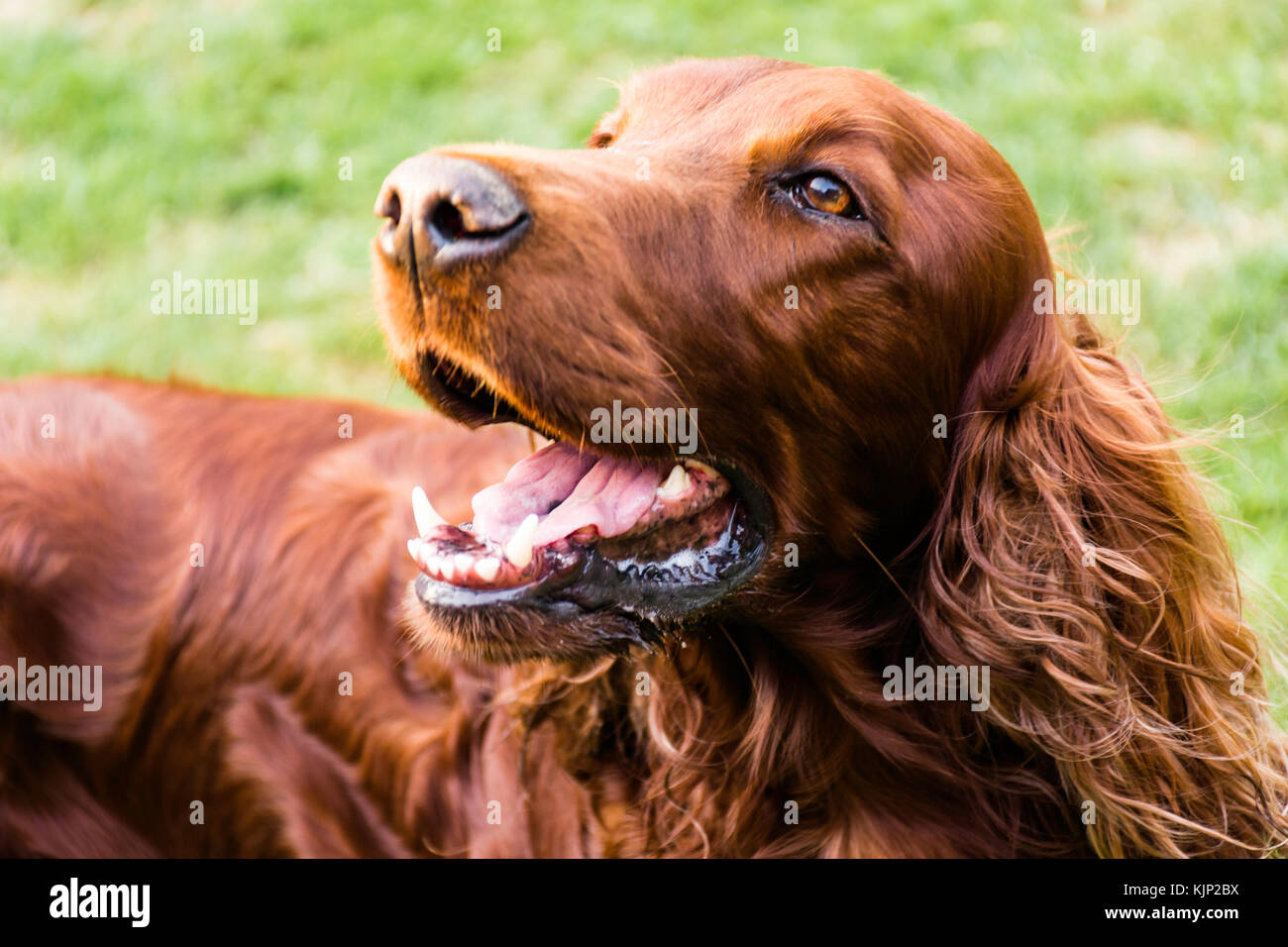 Une belle Setter Irlandais rouge Banque D'Images