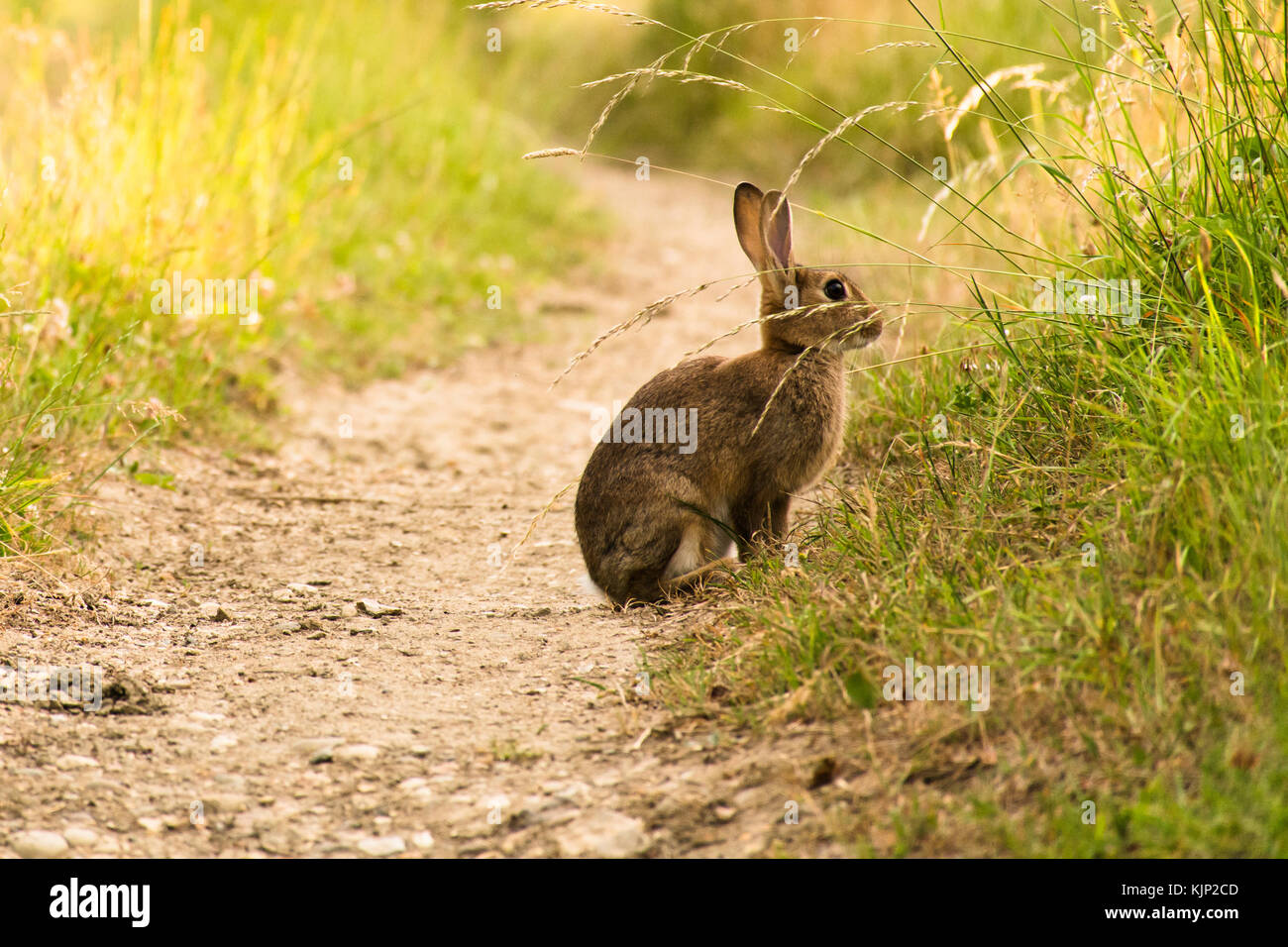 Un lapin sauvage assis oreilles piquées sur une piste Banque D'Images