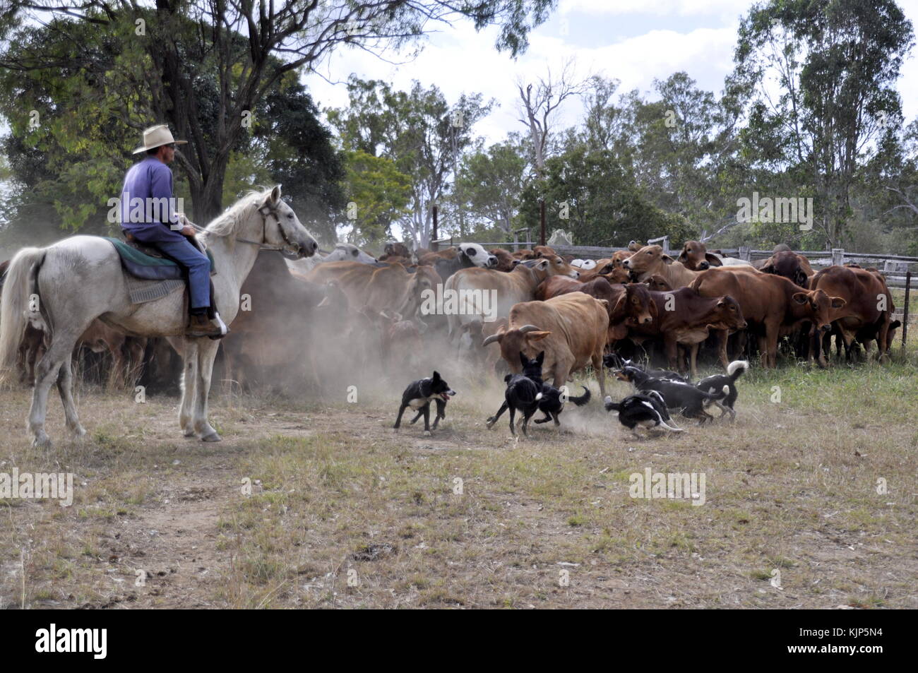 Outback Cattle Mustering on an outback cattle station in australia Banque de ...