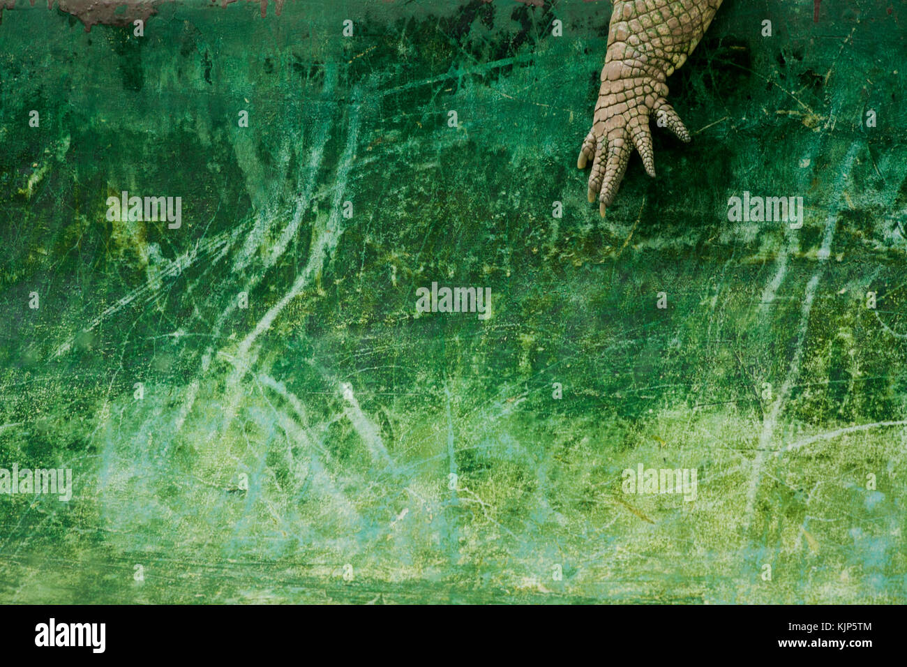Crocodile albinos Banque de photographies et d�??images ?� haute r?�solution - Alamy