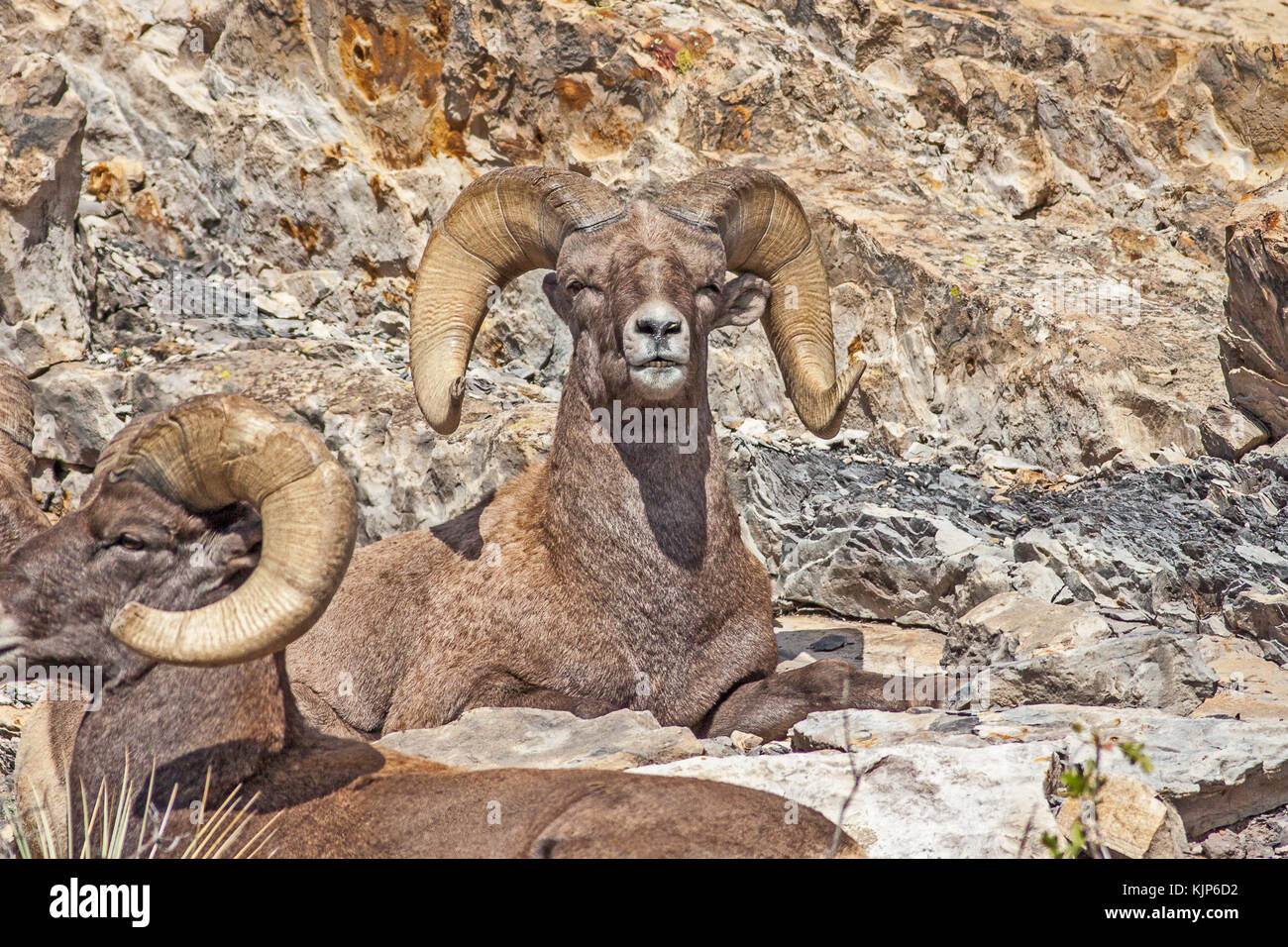 Rocky Mountain Big Horn Sheep Banque D'Images