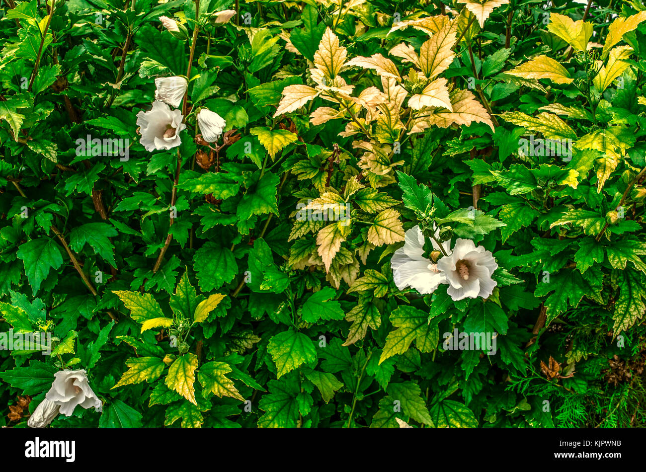 Grillage de buissons d'hibiscus blanc vert et jaune avec des feuilles de chaleur Banque D'Images