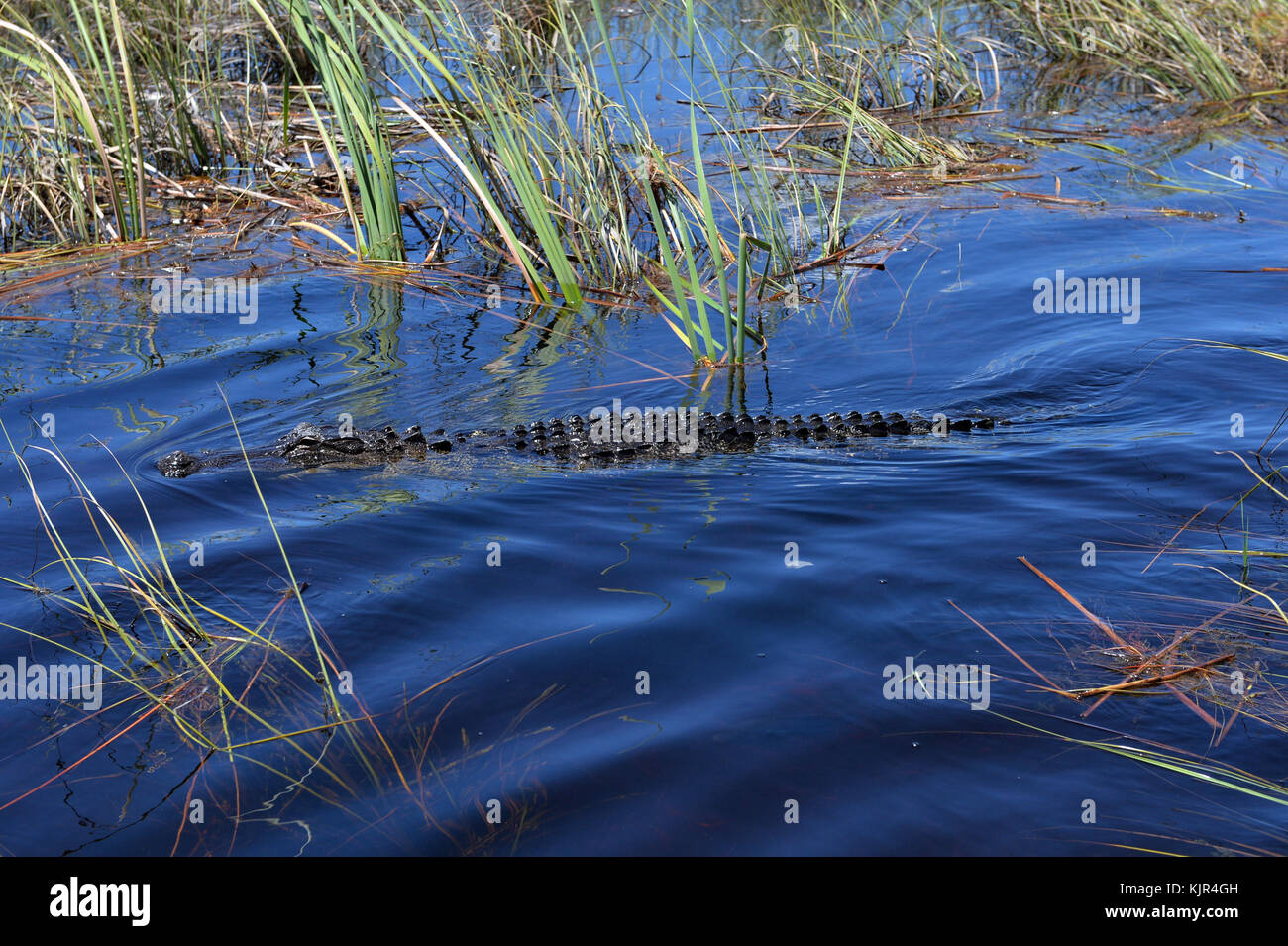 WESTIN, FL - AOÛT 23 : les alligators de Floride toujours une attraction majeure en Floride après 2 ans est tué à Disney. Nous avons participé à une excursion en hydroglisseur dans le parc national des Everglades à la recherche d'alligators de Floride au parc de loisirs Sawgrass. Les alligators sont des nourrisseurs opportunistes. Comme les habitudes de gator sont détruites, ils sont confrontés à entrer plus en contact avec les humains le 23 août 2016 à Weston, Floride. Les gens: Alligators de Floride Banque D'Images