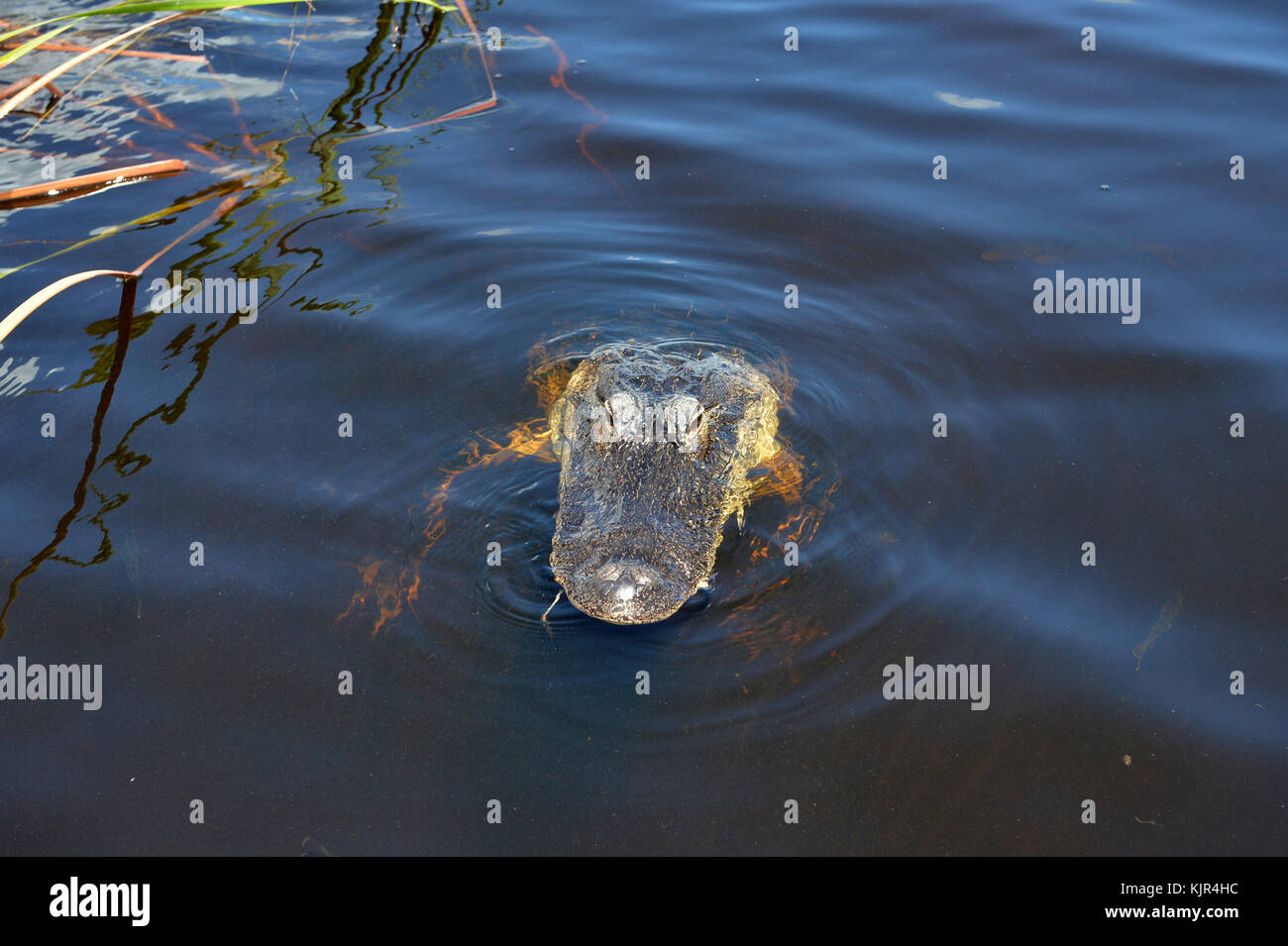 WESTIN, FL - AOÛT 23 : les alligators de Floride toujours une attraction majeure en Floride après 2 ans est tué à Disney. Nous avons participé à une excursion en hydroglisseur dans le parc national des Everglades à la recherche d'alligators de Floride au parc de loisirs Sawgrass. Les alligators sont des nourrisseurs opportunistes. Comme les habitudes de gator sont détruites, ils sont confrontés à entrer plus en contact avec les humains le 23 août 2016 à Weston, Floride. Les gens: Alligators de Floride Banque D'Images