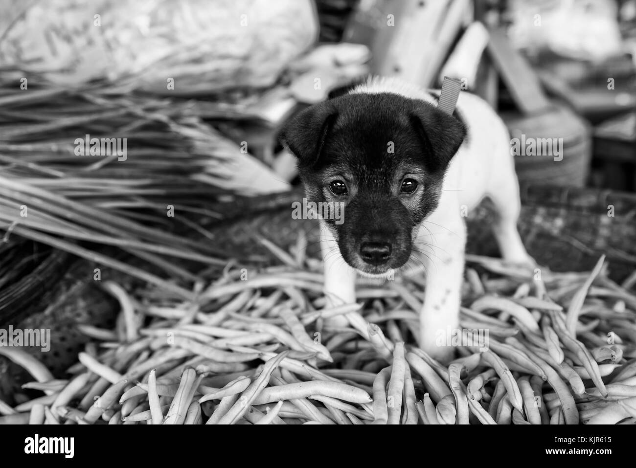 Chiot curieux sur un marché au Vietnam (le chien est un animal de compagnie, il n'était pas à vendre) Banque D'Images