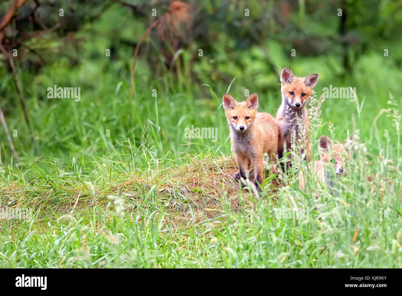 Des renards dans la forêt à l'état sauvage Banque D'Images