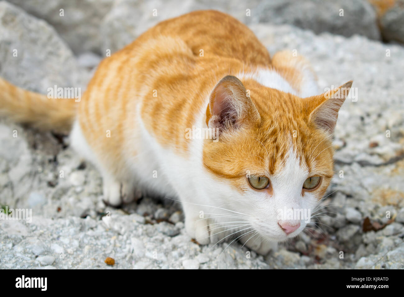 Un mignon petit chat gingembre pris sur la chasse à Marbella, Espagne Banque D'Images