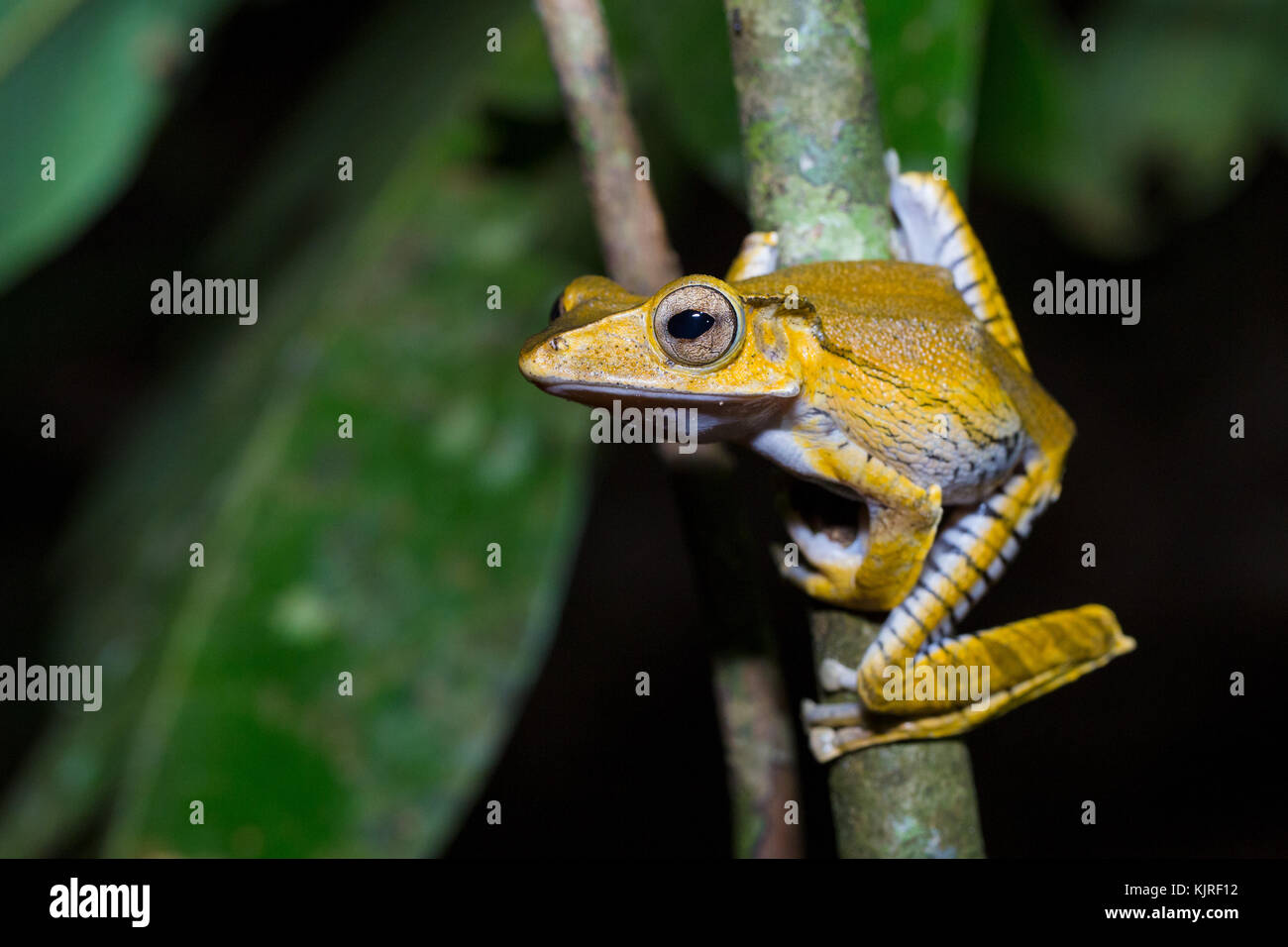 Polypedates otilophus (aussi connu sous le fichier-eared Rainette, Bornéo, Grenouille hibou à tête ou osseuse), la grenouille Kubah National Park, Sarawak, Malaisie Banque D'Images