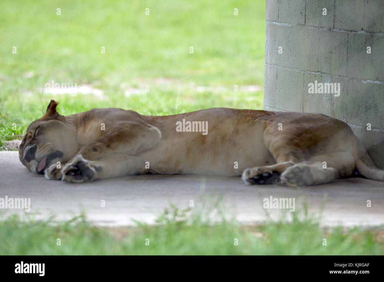 Wellington, fl - le 17 août : lion à Lion Country Safari le 17 août 2015 à Wellington, en Floride. Personnes : lion Banque D'Images