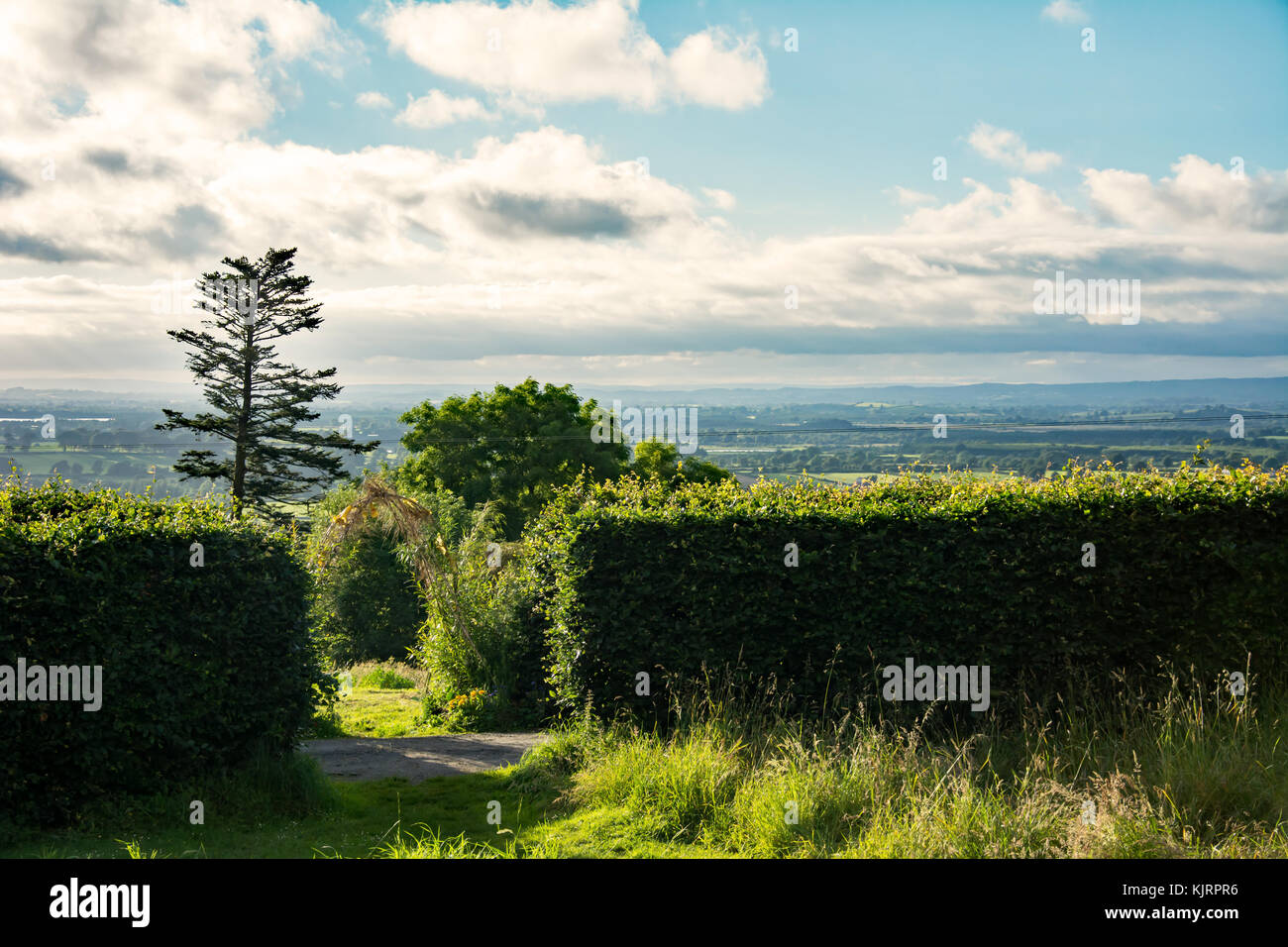 Paysage de campagne irlandaise avec une haie, ciel bleu et nuages blancs Banque D'Images