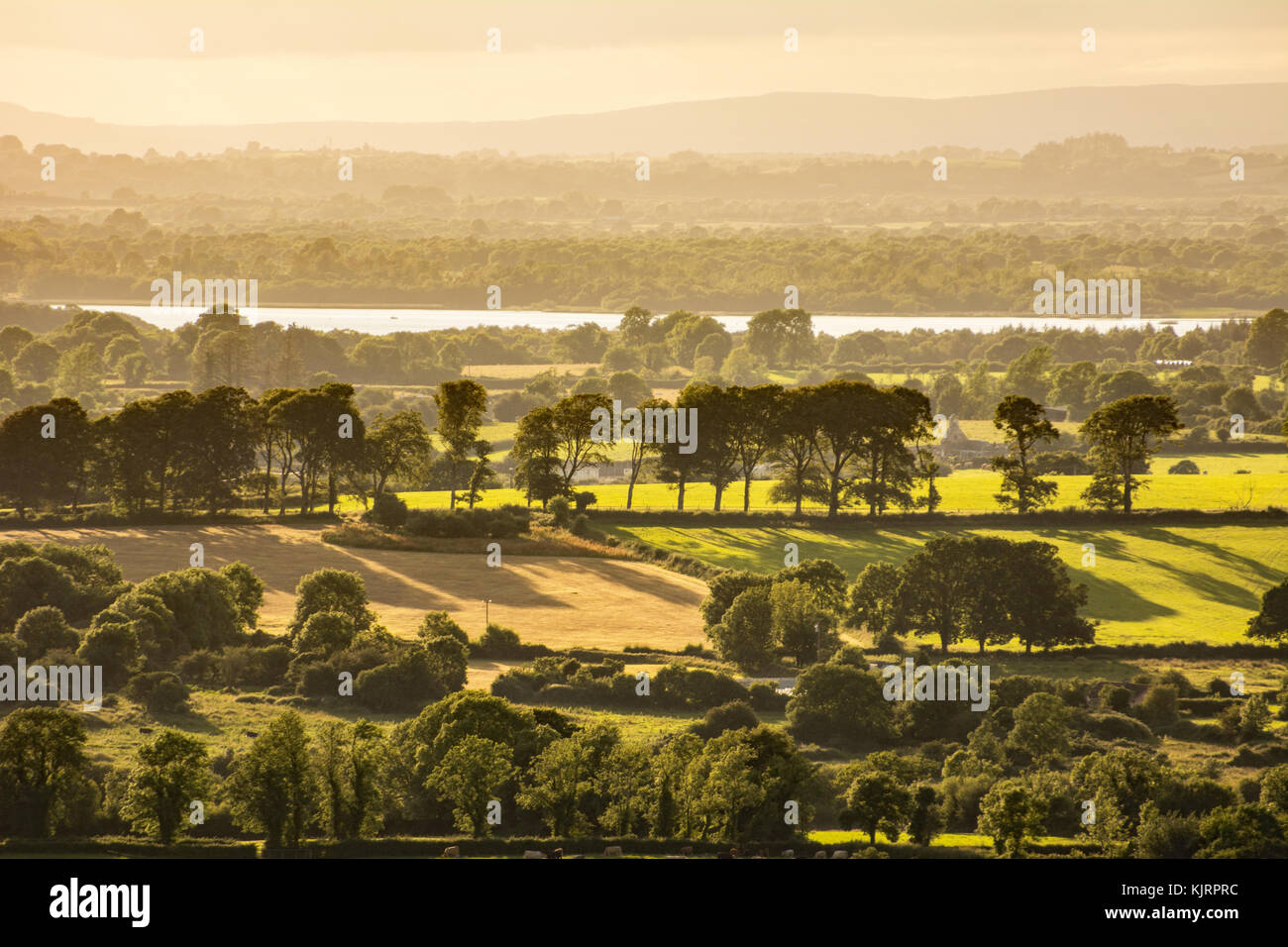 Vue pittoresque de campagne irlandaise d'arbres, de longues ombres et lumière dorée Banque D'Images