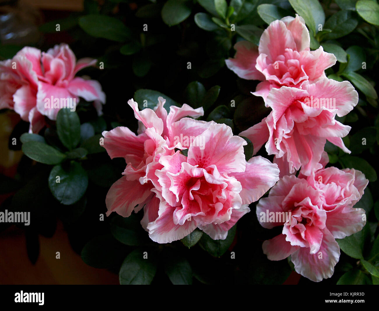 Rhododendron rose fleur en pot Banque D'Images