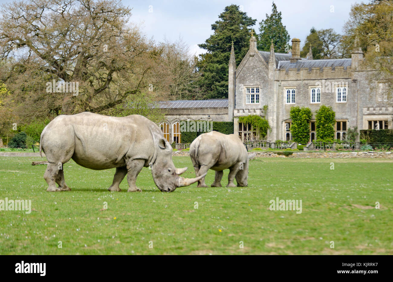 Rhinocéros blanc au Wildlife park Banque D'Images