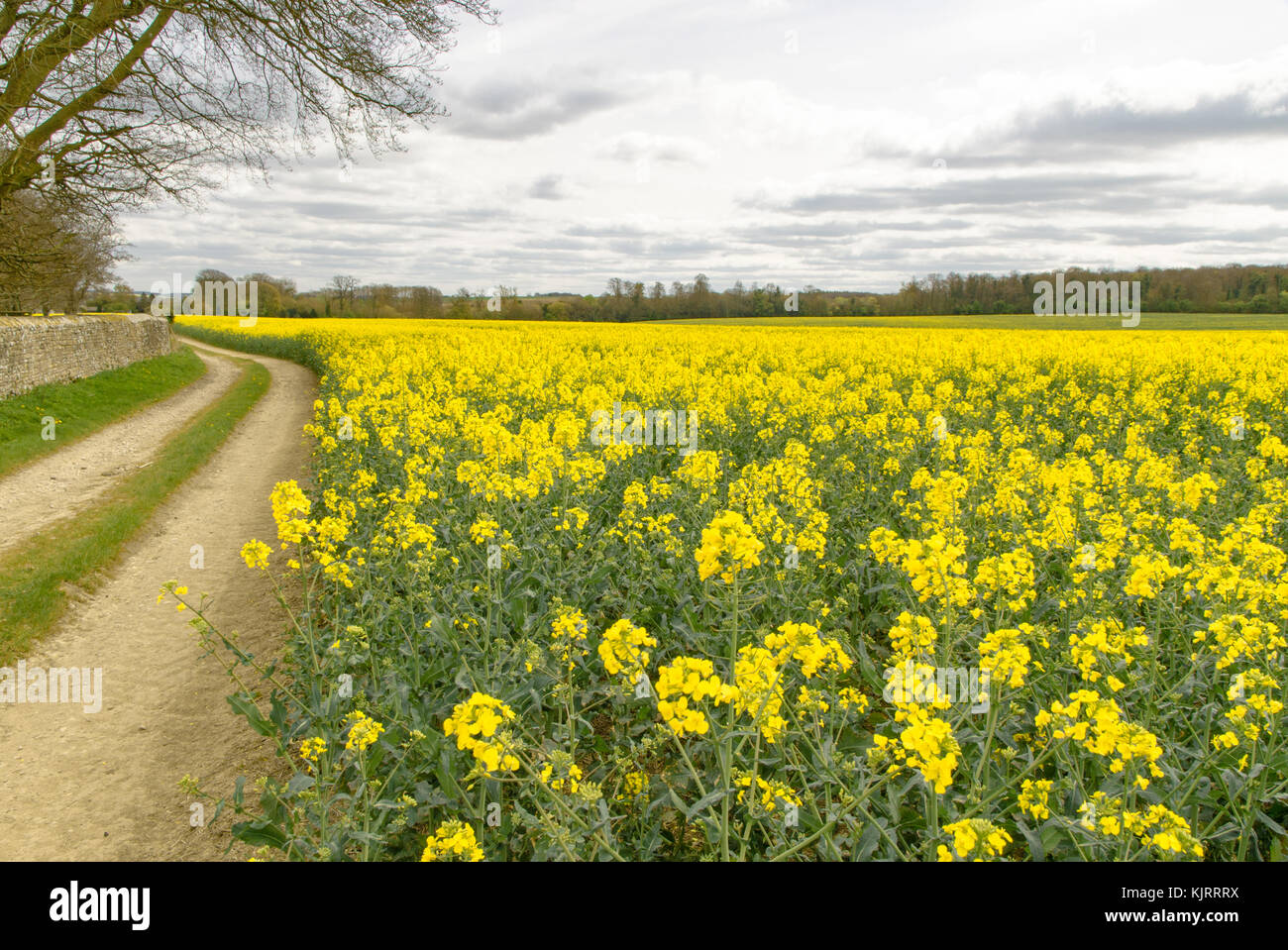 La voie agricole passé en courant un champ d'rapesead jaune Banque D'Images