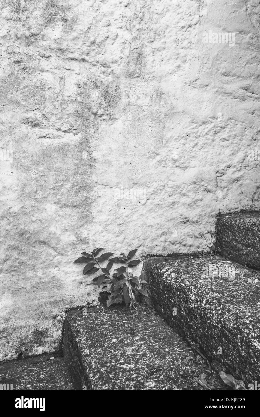 Image en noir et blanc de série de marches en pierre de granit avec les mauvaises herbes en croissance - possible métaphore de concept de carrière "étapes". Banque D'Images