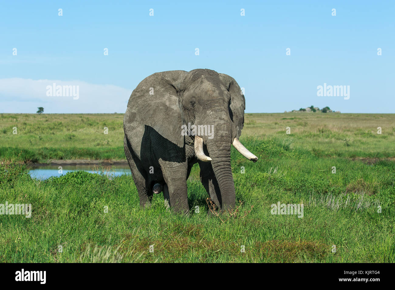 Un éléphant d'Afrique mâle krosian Banque D'Images