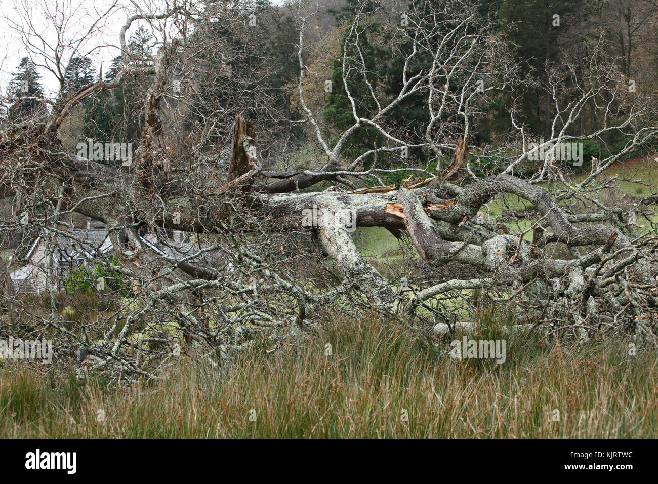 Tronc d'arbre de chêne cassé, de coups de vent. Banque D'Images
