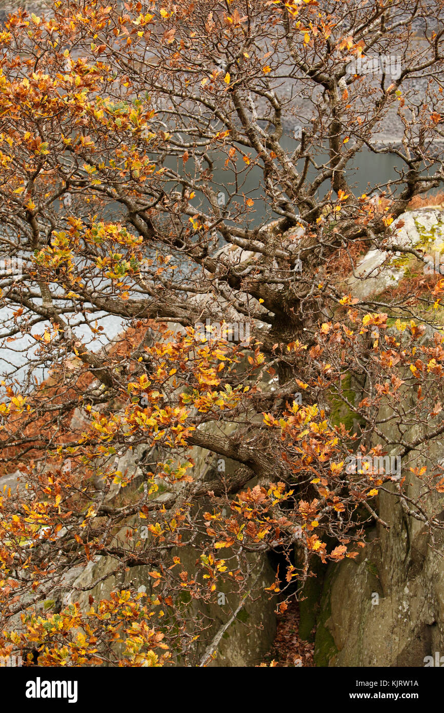 Autumn Oak tree dans une crevasse dans les roches par un lac Banque D'Images