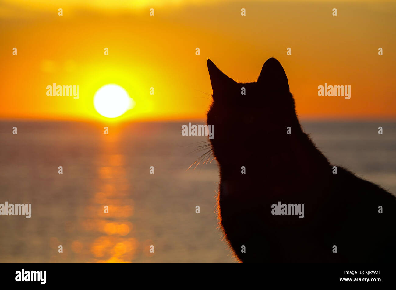 Chat noir découpé sur soleil couchant, Kalymnos, Grèce Banque D'Images