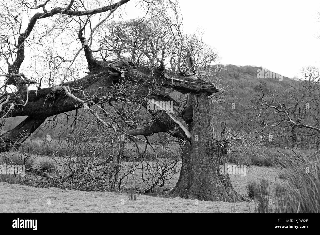 Tronc d'arbre de chêne cassé, de coups de vent. Banque D'Images