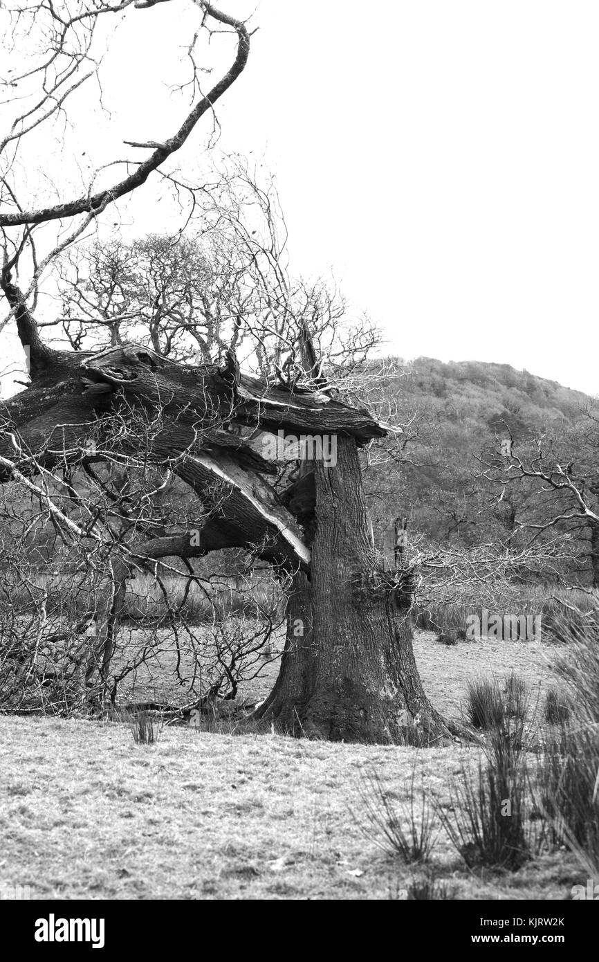 Tronc d'arbre de chêne cassé, de coups de vent. Banque D'Images