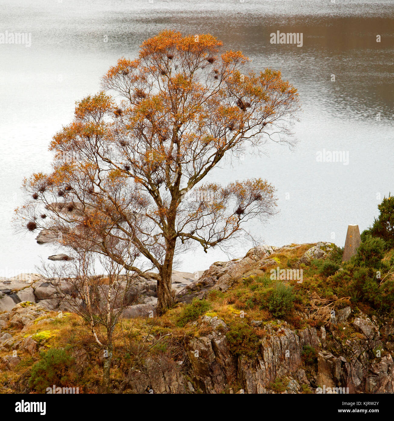 Seul l'arbre d'automne sur les rives d'un lac Banque D'Images