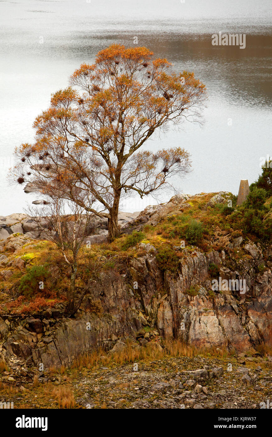 Seul l'arbre d'automne sur les rives d'un lac Banque D'Images